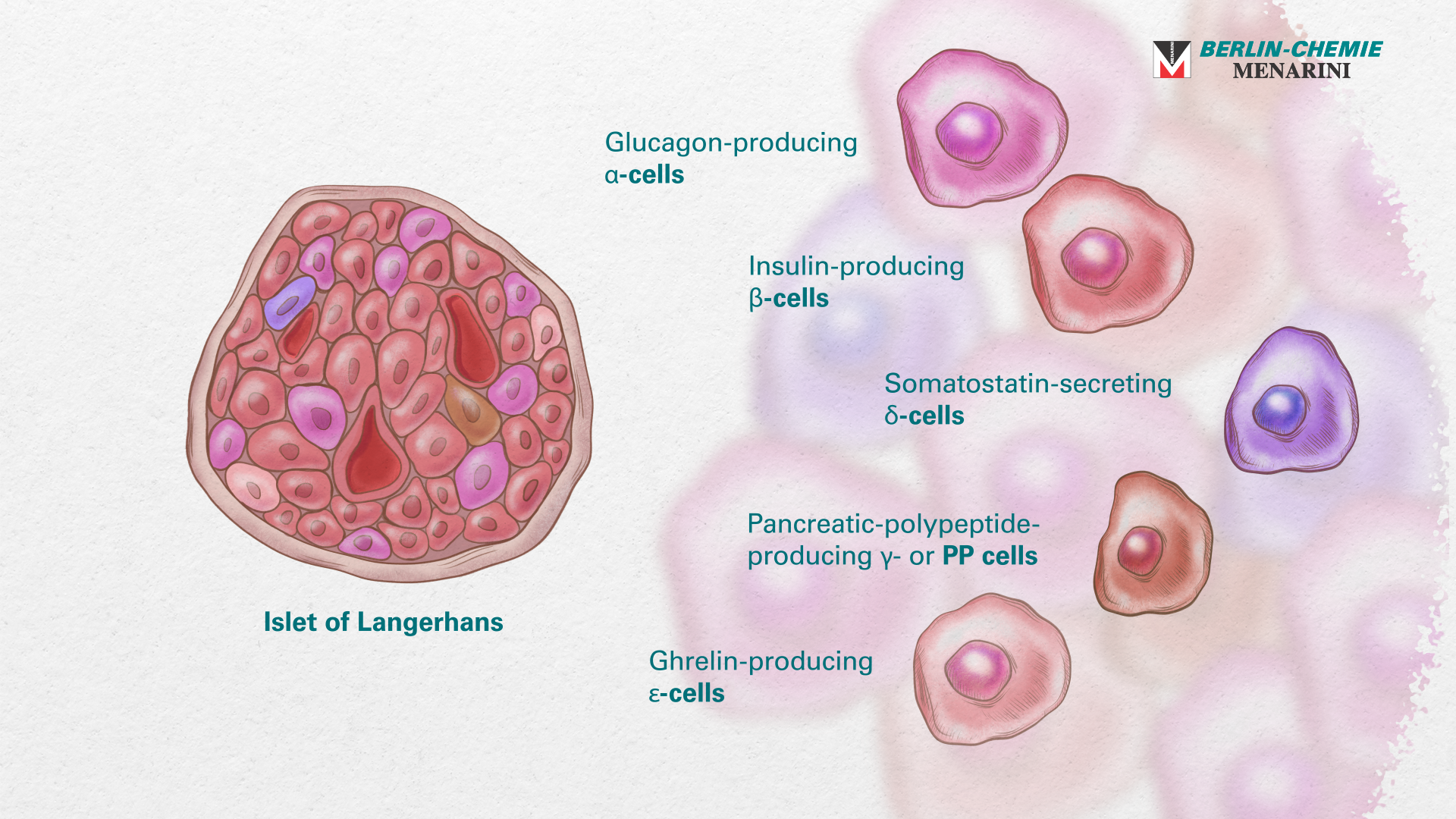 Unit 3 - Insulin and the Pancreas